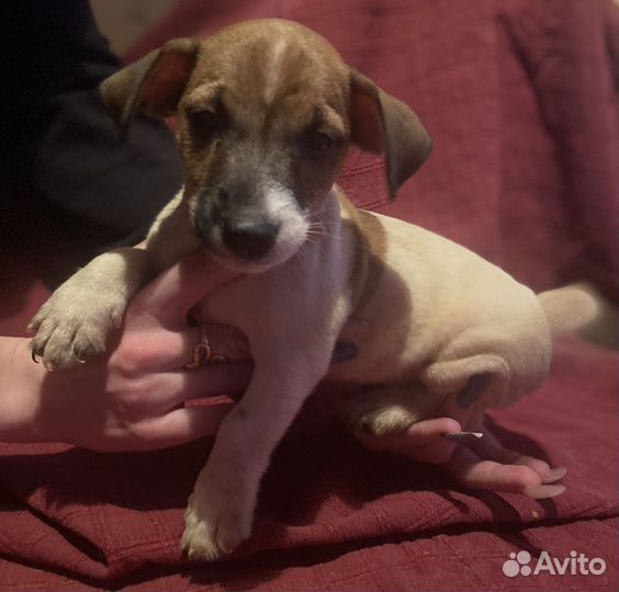 Щенки джек Рассел терьер