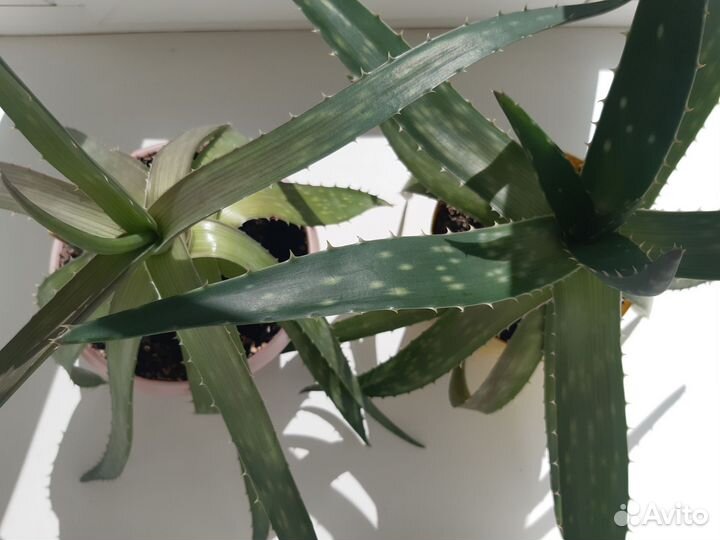 Цветок алоэ