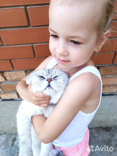 Шотландец кот на вязку вислоухий