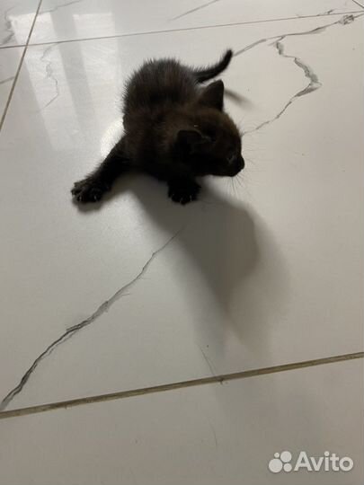 Котята в добрые руки 1 месяц