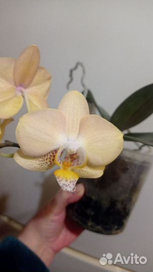 Орхидея Sogo Mandala