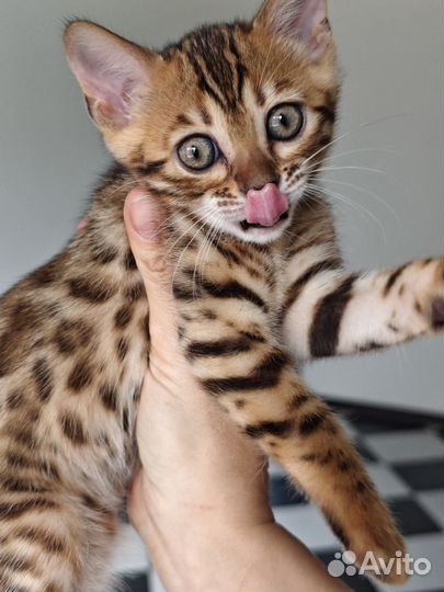 Бенгальская кошка