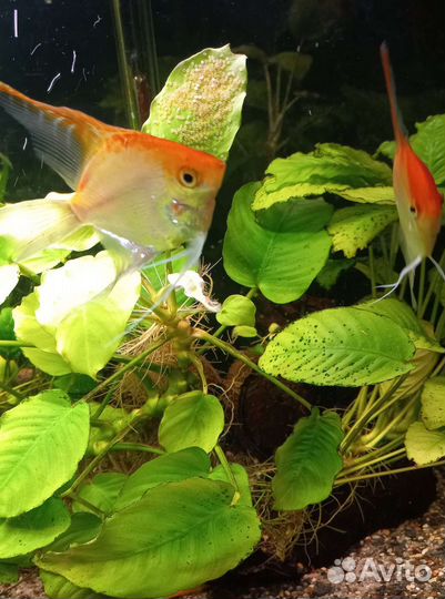 Свой развод Скалярии Попугаи Гуппи
