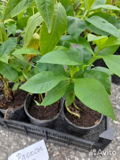 Цветы однолетки и многолетки