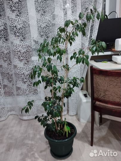 Фикус бенджамина