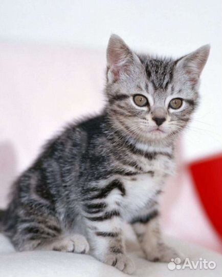 Отдам котят мaльчикoв-два мec