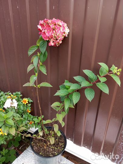 Гортензия метельчатая Самарская лидия