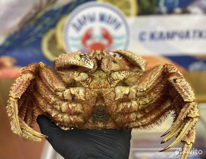 Краб Волосатик