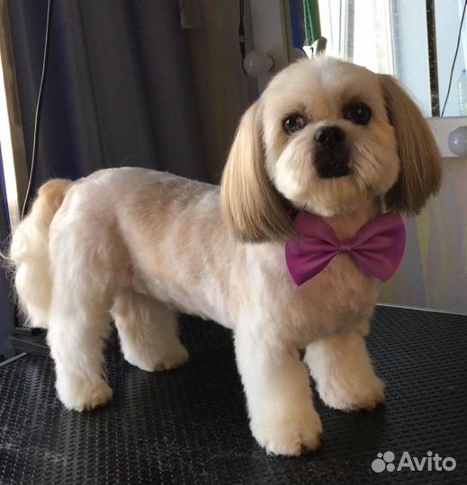 Стрижка собак (Груминг)