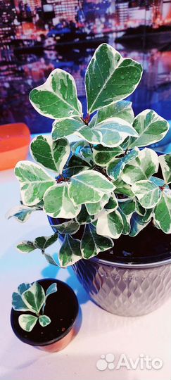 Фикус триангулярис вайт марджин Бронь