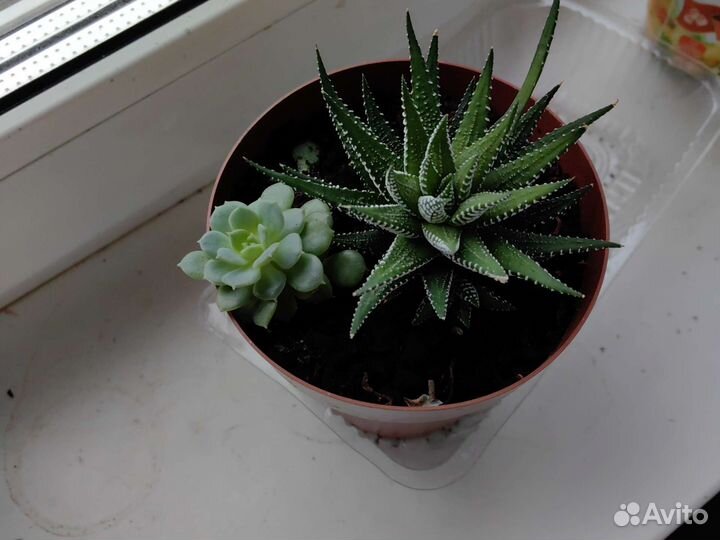 Суккуленты