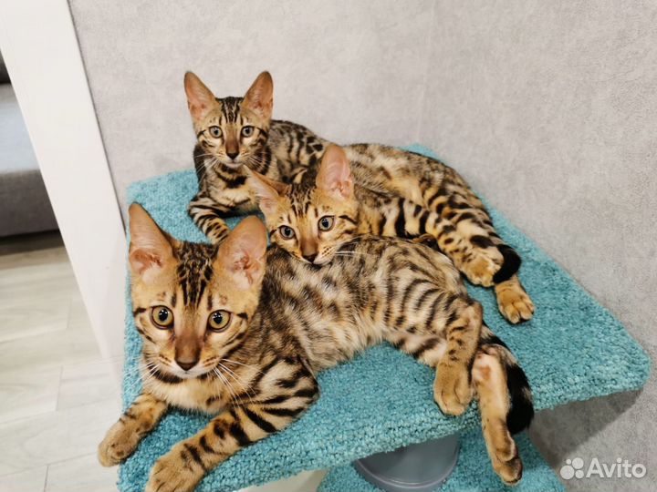 Бенгальские котята