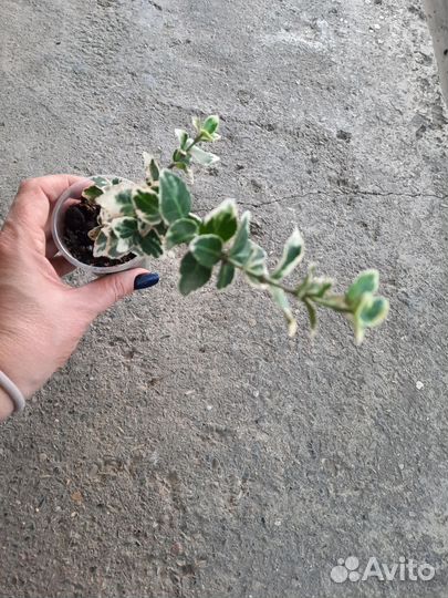 Бересклет, плющ