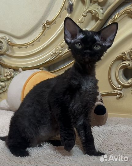 Черный девончик