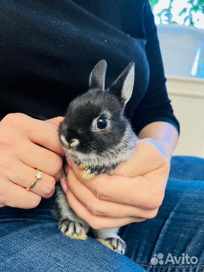 Кролики mini малыши