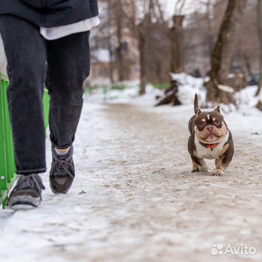 Американский булли вязка
