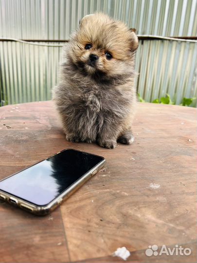 Шпиц померанский щенки