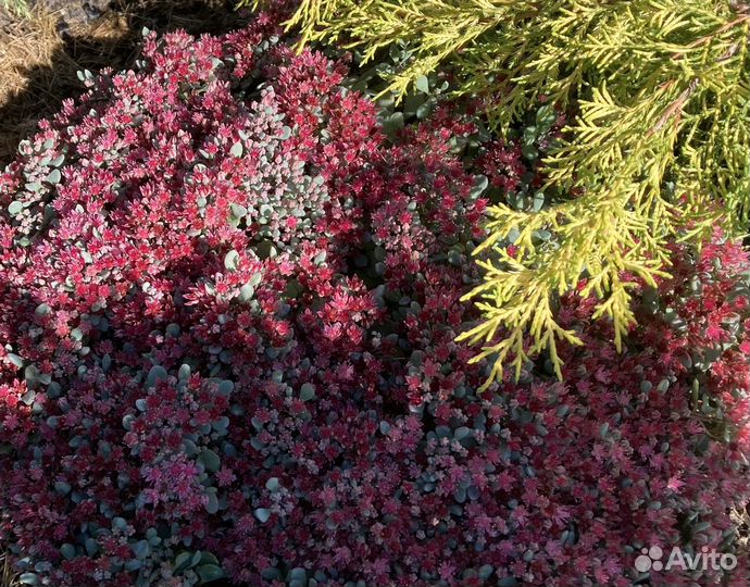 Очиток цветущий