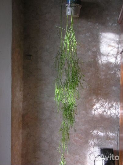 Рипсалисы - лесные кактусы