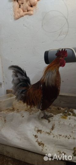 Петух