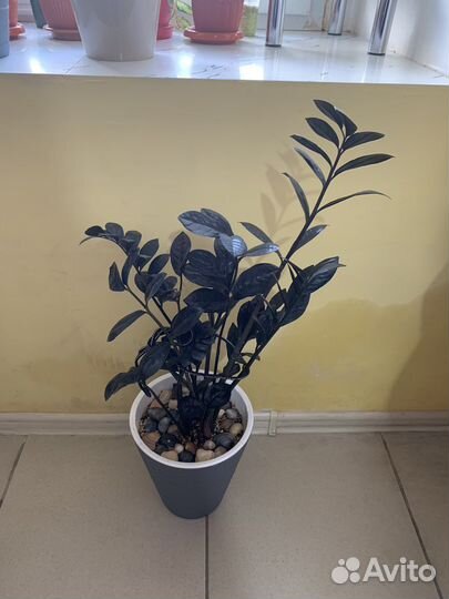 Разные комнатные растения