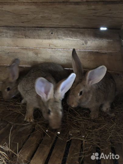 Кролики,поросята