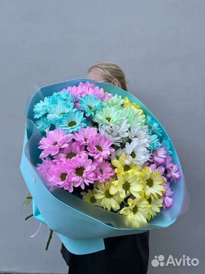 Хризантема. Ромашки