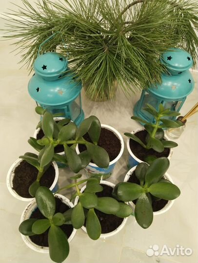 Толстянка денежное дерево