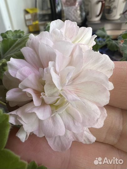 Пеларгонии сортовые янао г. Новый Уренгой