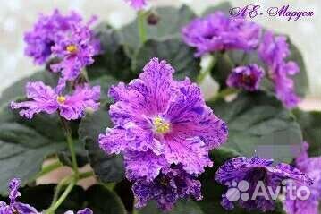 Фиалки набор №1 укорененных листов 7 разных сортов