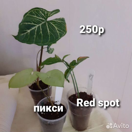 Комнатные цветы