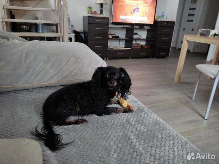 Передержка собак мелких пород