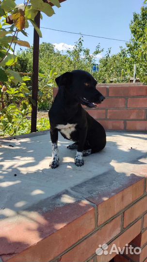 Собака маленьких размеров