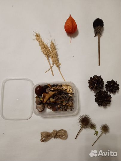 Природный материал для поделок семена