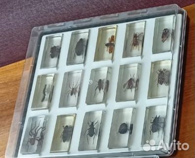 Лот насекомые и их знакомые в стекле