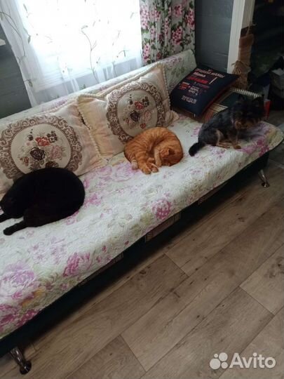 Передержка домашних животных