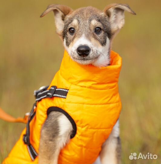 Спокойный и ласковый Фил ищет самый лучший дом