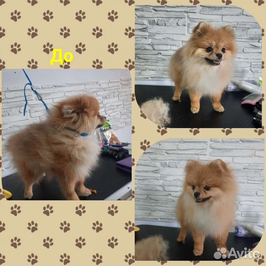 Грумер. Стрижка животных