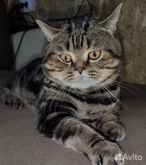 Котик на вязку