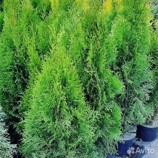 Туя Смарагд