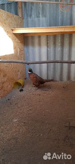 Фазан охотничий