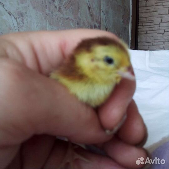 Селадоны. Перепела. Техасцы