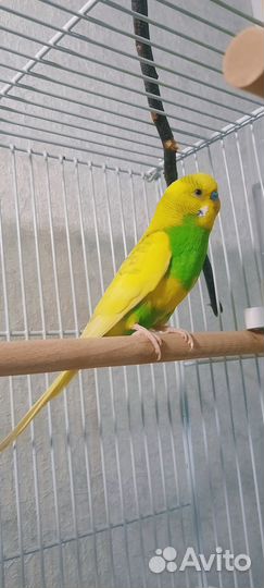 Волнистые попугаи птенцы