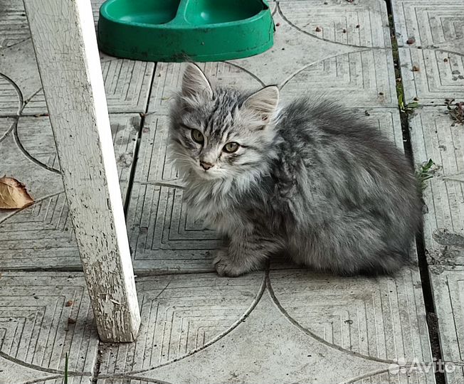 Котики бесплатно