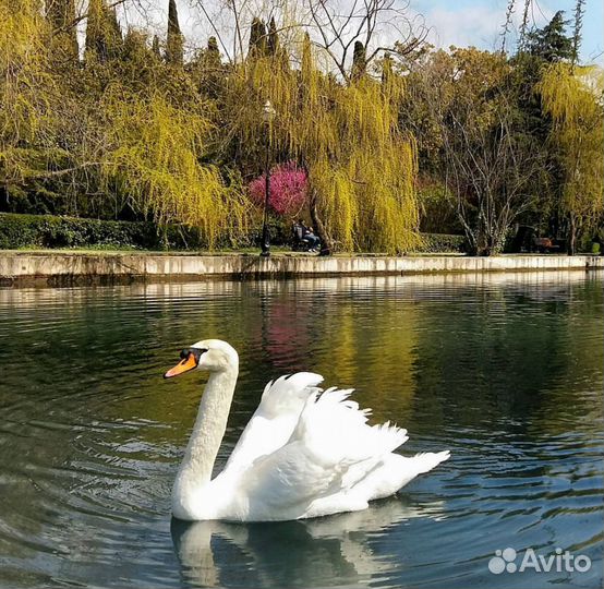 Экскурсия в Абхазию минювен, джип тур