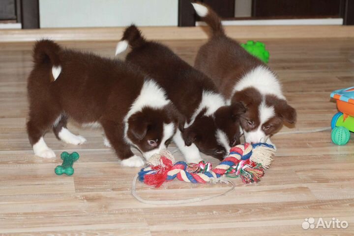 Бордер колли