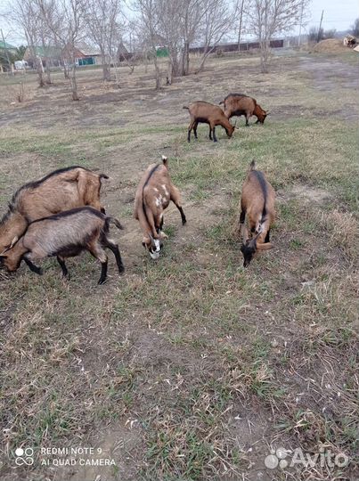 Козье молоко и сыр