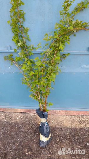 Саженцы малины вишни ежевика