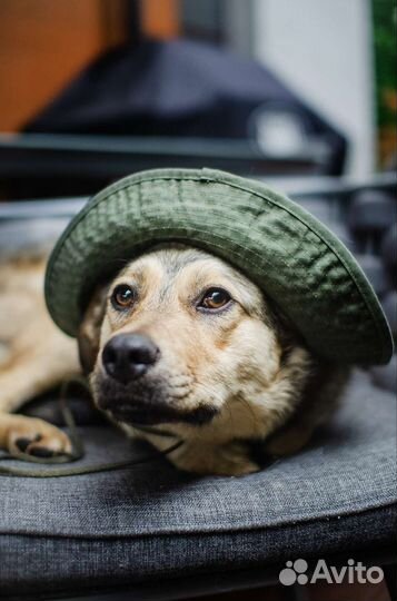 Отдам щенка в добрые руки