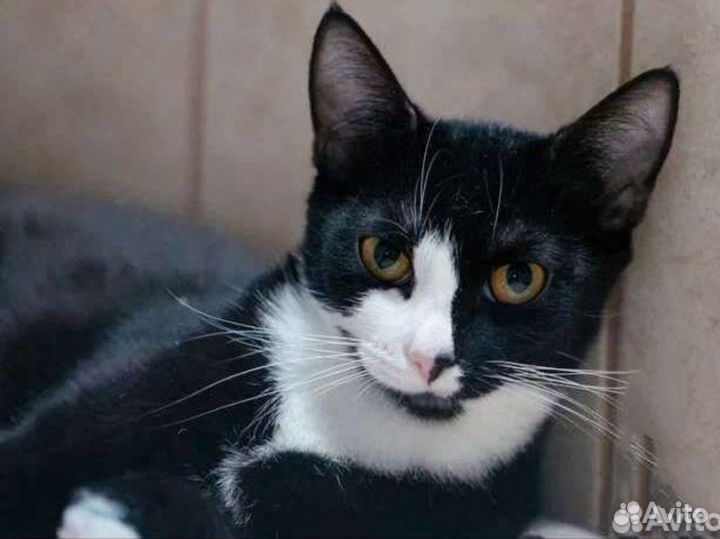 Ласковая кошечка Маслинка очень ждет семью